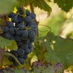 #YesVendemmia alla scoperta dell’arte della vendemmia nel Pinerolese