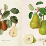 La storia della pera