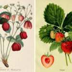 La fragola, storia e leggenda