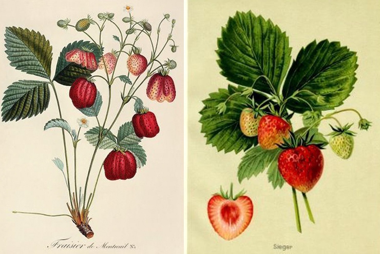 storia della fragola