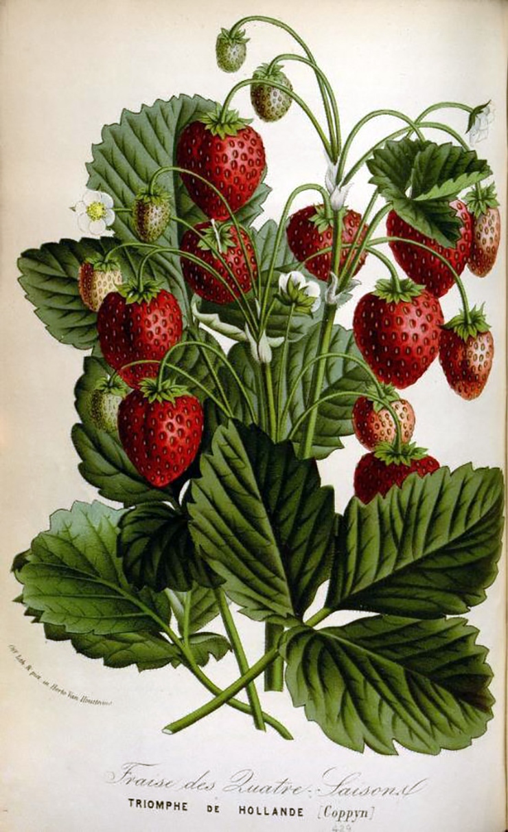 fragola