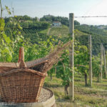 La luna e il Ciabot – cena tra i filari nel cuore del Roero