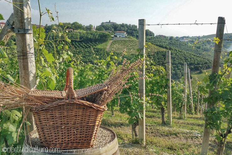 La luna e il Ciabot – cena tra i filari nel cuore del Roero Una magica esperienza in vigna vi aspetta alla fine dell'estate