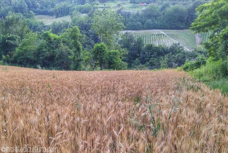 sal-san-giovanni-grano