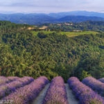 La lavanda a Sale San Giovanni