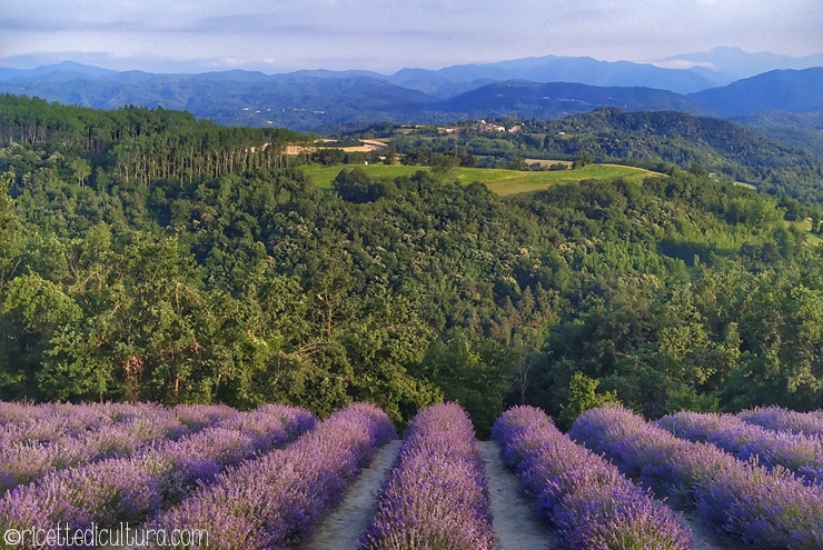 La lavanda a Sale San Giovanni Il paesello in Alta Langa fiorisce tra la metà di giugno e la metà di luglio