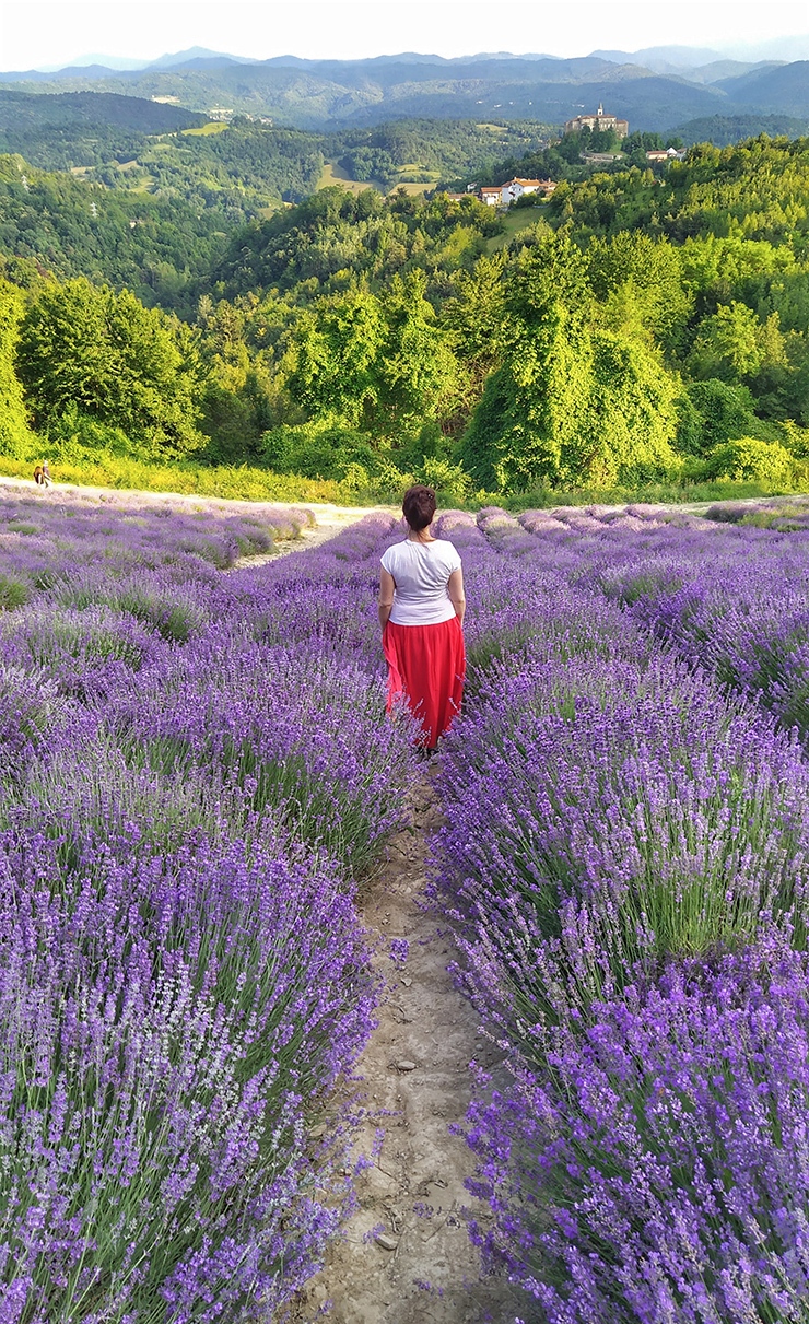 lavanda-alta-langa