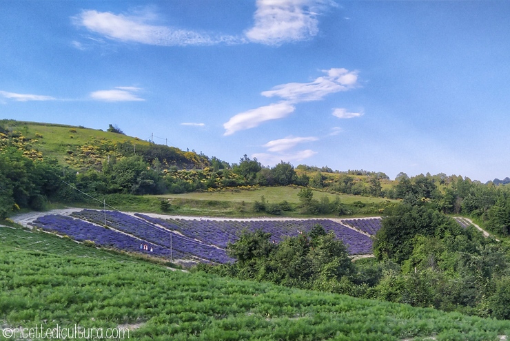 lavanda-sale-san-giovanni