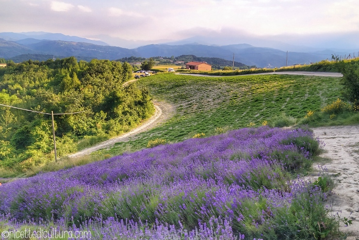 sale-san-giovanni-lavanda