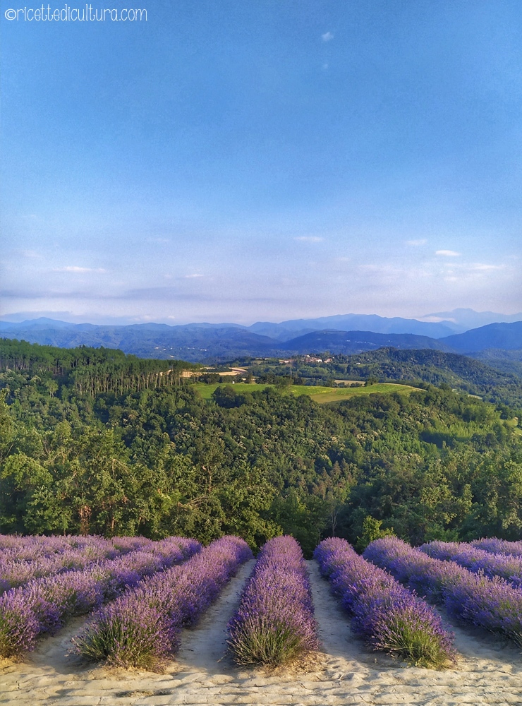 sale-san-giovanni-lavanda